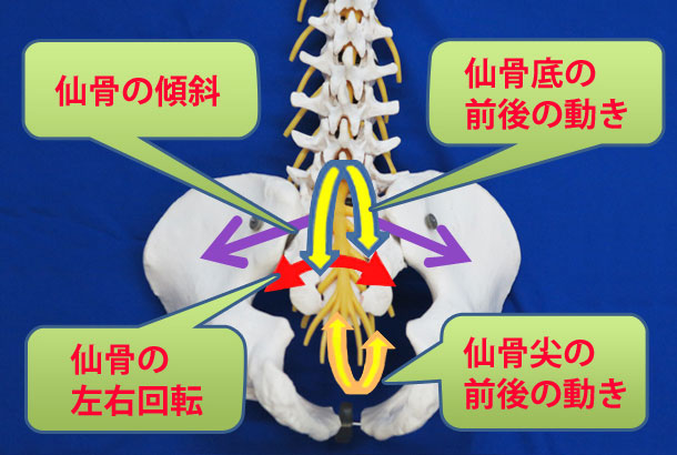 骨盤が歪んだらどうなるの